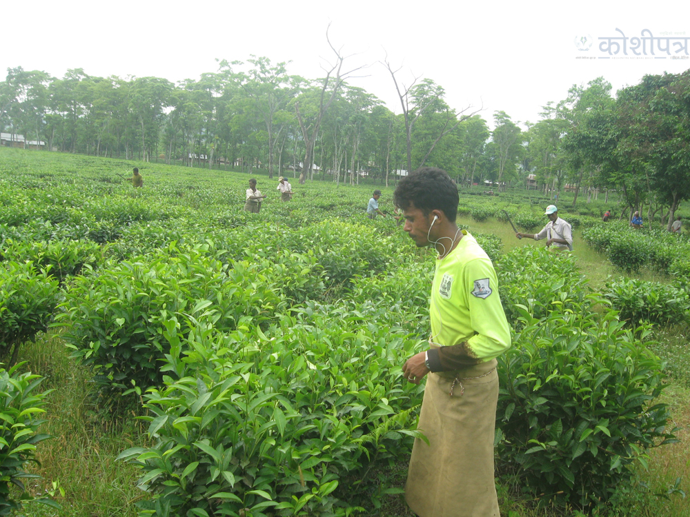 ilam
