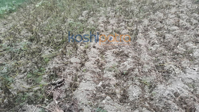 krishi.jpg-2